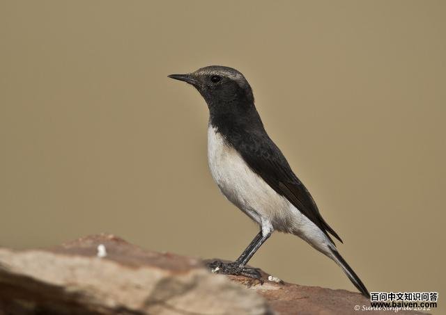 东方斑鵖 东方斑鵖的图片