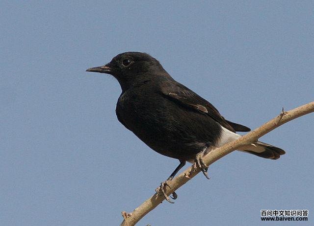 �������S������opistholeuca���֣�