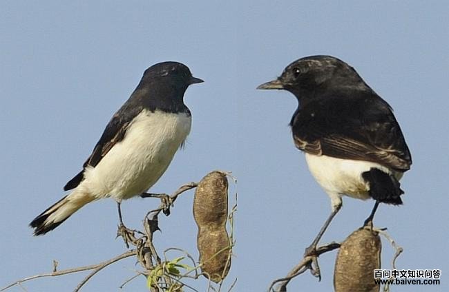 �������S������picata���֣�