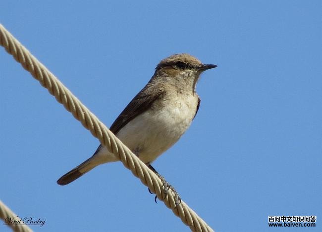 �������S������