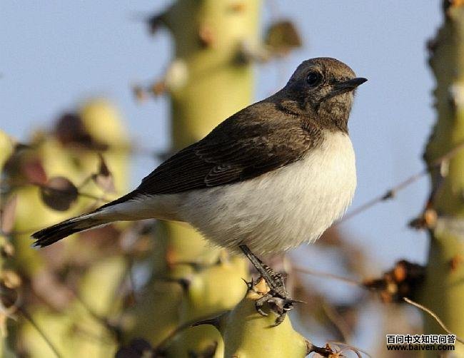 �������S������