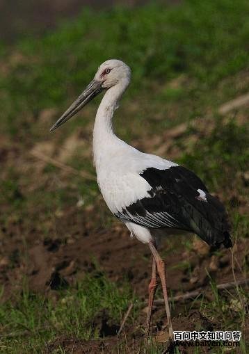 东方白鹳 东方白鹳的图片