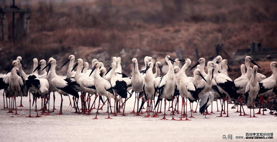 ������һȺ���������ڱ����Ͼۼ�������һ����һ����������ĥ���ֺ��ƻ������.���˵ȴ��ճ����϶����������ĵȴ�... ���߽������