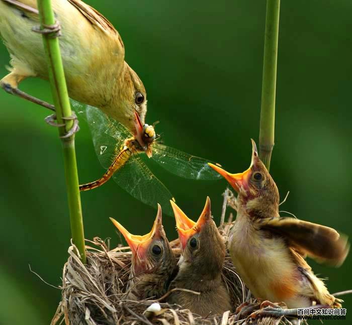 ������ݺ