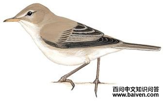 ������ݺ