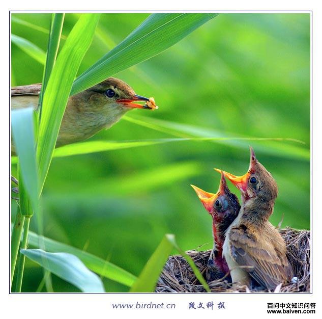 ������ݺ