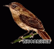 ������ݺ