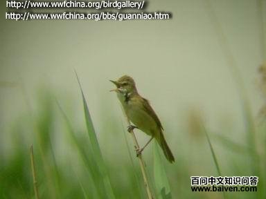 ������ݺ