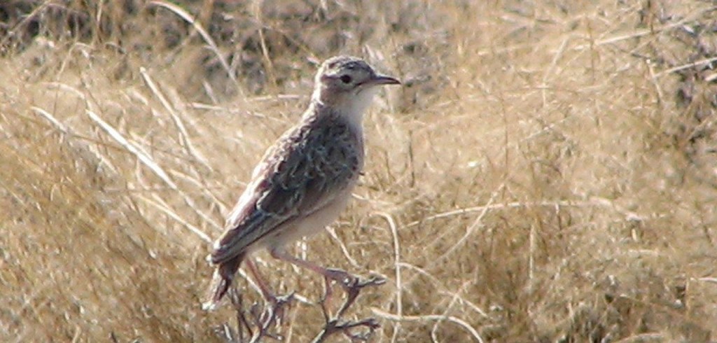 钉踝百灵 钉踝百灵的图片