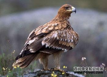 �������� Aquila adalberti