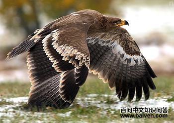 ��ԭ�� Aquila nipalensis