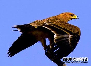 ��ɫ�� Aquila rapax