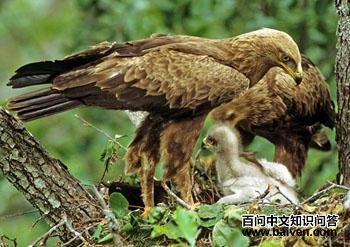 С�ڵ� Aquila pomarina