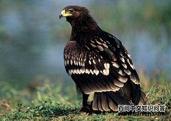 �ڵ� Aquila clanga