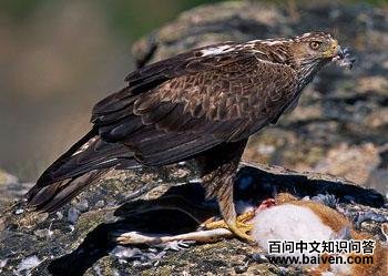 �׸����� Hieraaetus fasciatus