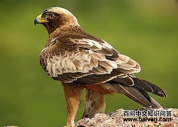 ѥ���� Hieraaetus pennatus