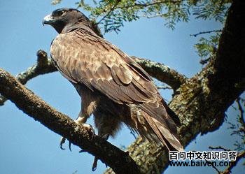 �������� Hieraaetus ayresii