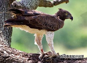 �͵� Polemaetus bellicosus