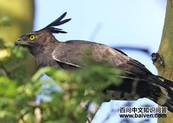 ����ӥ�� Lophaetus occipitalis