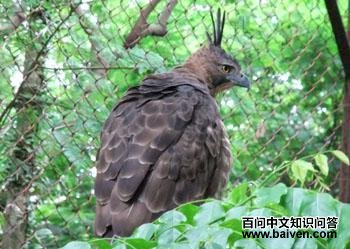 צ��ӥ�� Spizaetus bartelsi