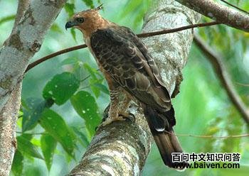 ����ӥ�� Spizaetus nanus