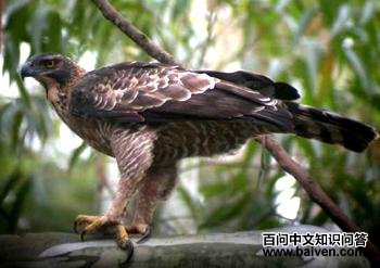 ӥ�� Spizaetus nipalensis