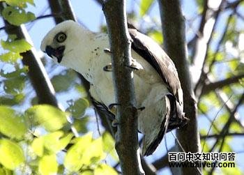 ����ӥ�� Spizaetus lanceolatus