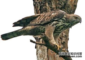 ��ͷӥ�� Spizaetus cirrhatus