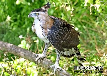 ��ӥ�� Spizaetus ornatus
