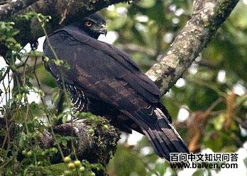 ������ Oroaetus isidori