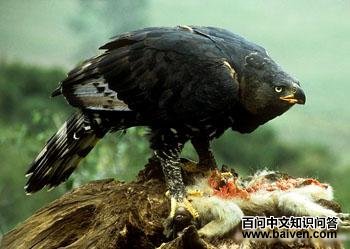 ���޹ڵ���ӥ��Stephanoaetus coronatus