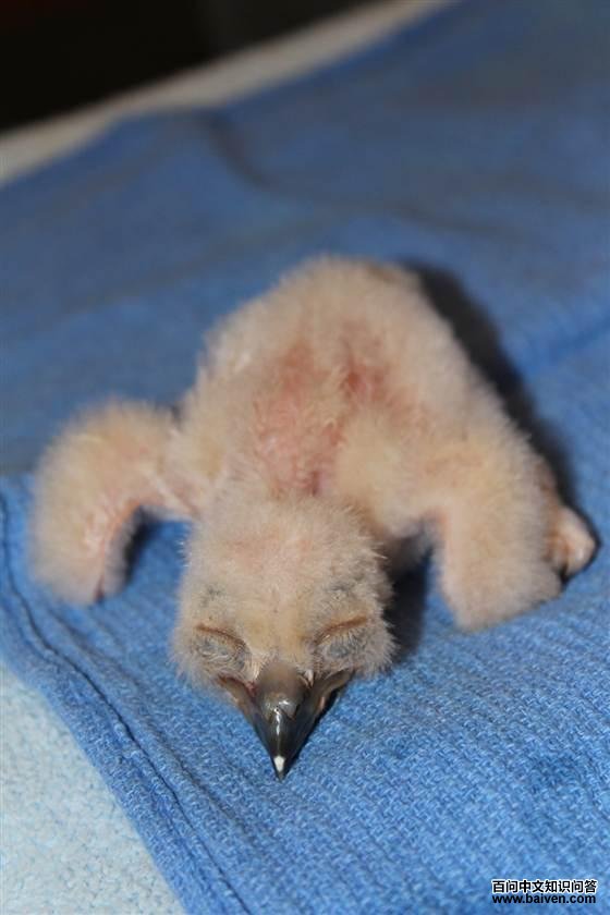 ���^���ճ����ĳ���