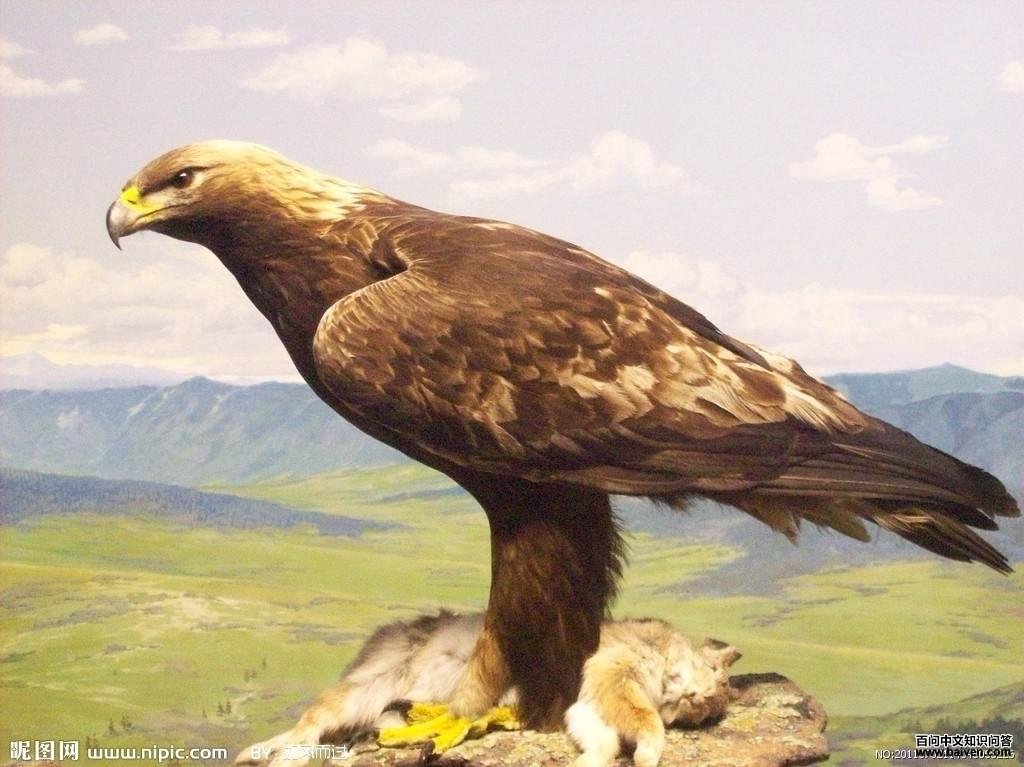 ������ͼƬ