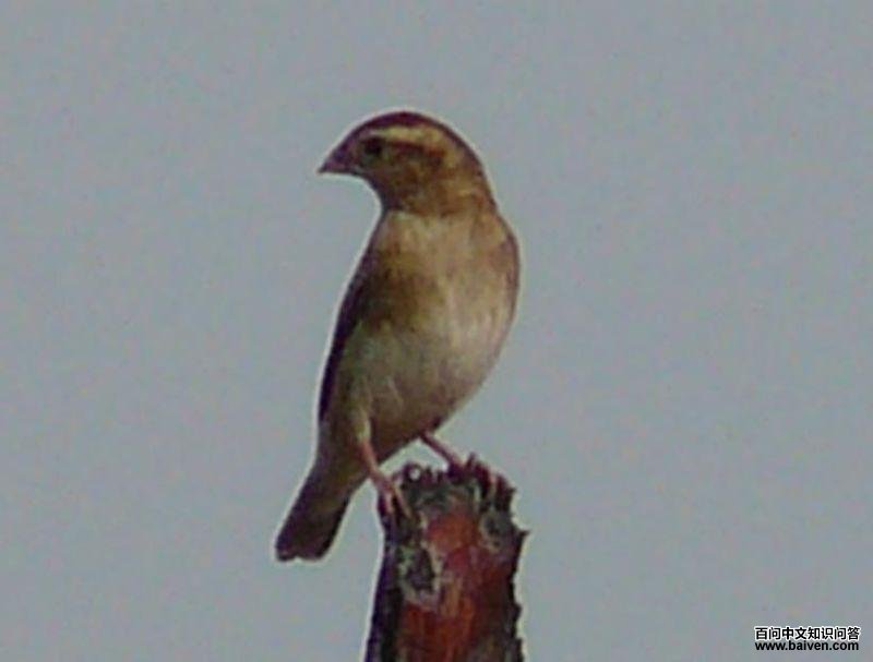 靛蓝维达雀 靛蓝维达雀的图片