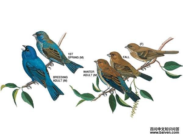 ����c����̬����ͼ