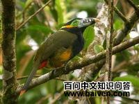 ����С������