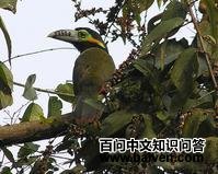 ����С������