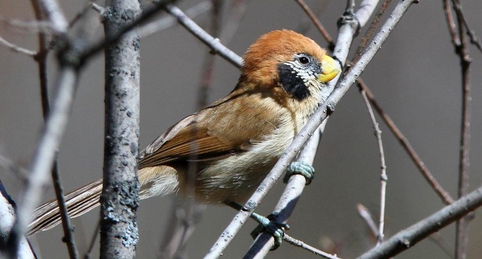 ����ѻȸ��ͼƬ