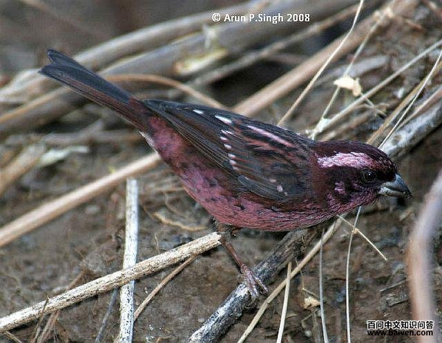 �����ȸ�������������أ�