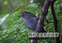 点翅蚁鵙 点翅蚁鵙的图片