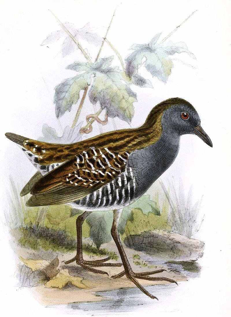 ����Ｆ��ͼƬ