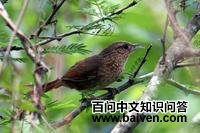 点斑胸棘雀 点斑胸棘雀的图片