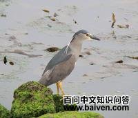 ����ҹ�ص�ͼƬ