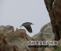 ����ҹ��