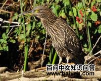 ����ҹ��