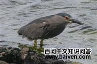 ����ҹ��