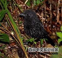 点斑尾蚁鹩 点斑尾蚁鹩的图片