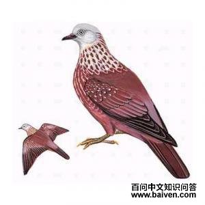 ����ָ��ͼƬ