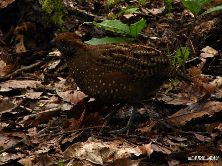 ������ȵ�ͼƬ