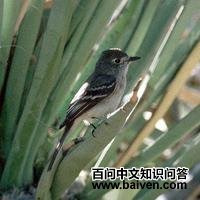 ���ư��l��ͼƬ